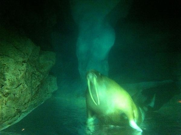 bayleyuk's tweet photo. One for George, finally it's the walrus! @MaddyBayley http://t.co/yfrFkpTx