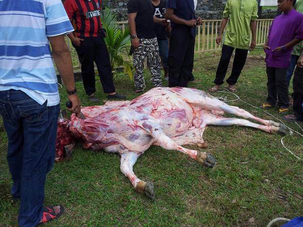 wahabkas's tweet photo. Lembu sumbangan DS Hishamudin MDN korban d masjid penjara tk DS http://t.co/pYp7LOPN