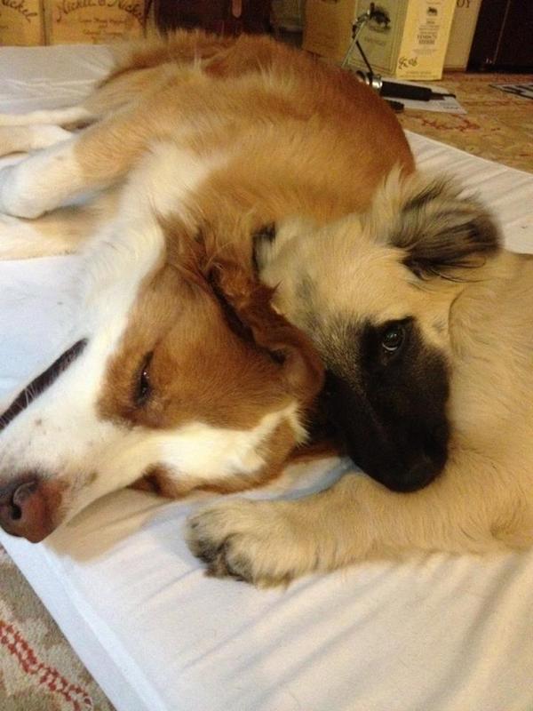 awareguatemala's tweet photo. Lucky was left in AWARE. She arrived scared, tiny, and dirty.She is now in CA and has a new home &amp; inseparable friend! http://t.co/RGH5BU1n