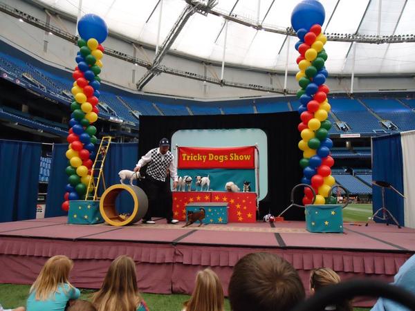 TrickyDogsShow's tweet image. Come see the Tricky Dogs Show at Tropicana Field for the Home Show on Nov 10th&amp;amp;11th at 11:00am on.fb.me/SFLbxo