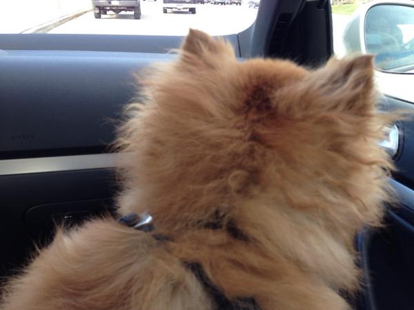 SabrinaJoyce27's tweet image. Bad hair day. #pomproblems