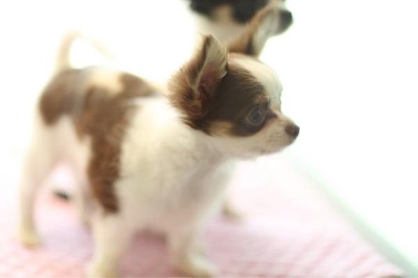 icon_dog's tweet photo. 아이콘독에서 분양하는 장모 초코탄 치와와입니다...^^ http://t.co/WEzNsg9d