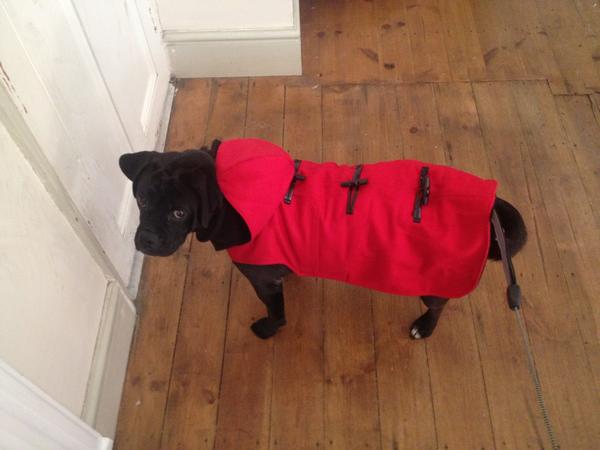 harrods dog coats