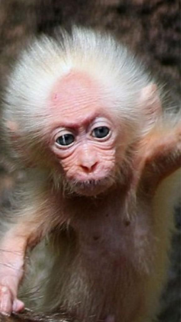 rickygervais tweet picture