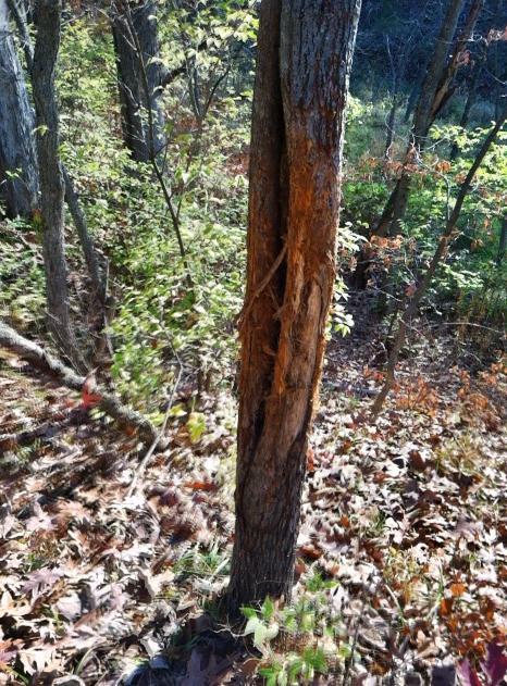 georgeaparris's tweet image. Nice Iowa rub. #treetrash