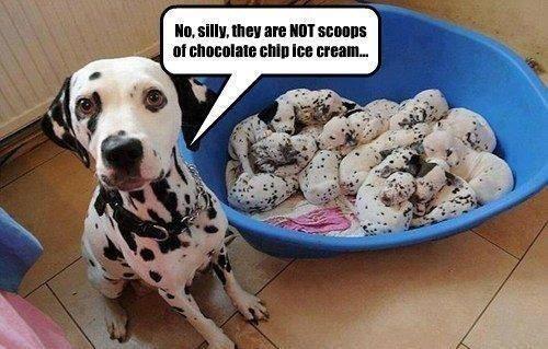 GoogleImages3's tweet image. No silly they are not....