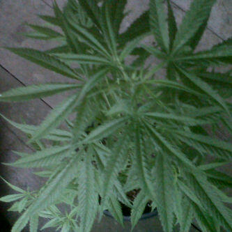 Gamebhelltazier's tweet image. 