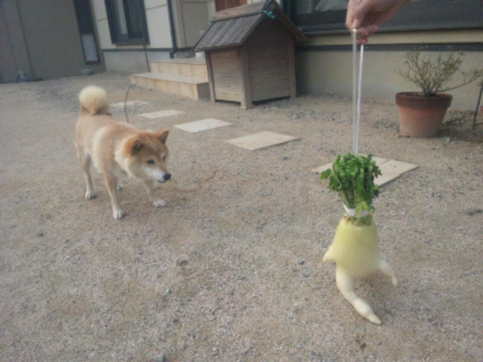 Minako うめまま 在 Twitter 上 逃げる大根 犬に見つかる あ 手が 笑 Http T Co Mywfsojg Twitter
