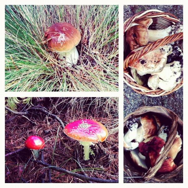 El_tropezon's tweet photo. Las setas que comeremos hoy: BOLETUS! Producto de la zona. Las setas de abajo izquierda de la foto no son comestibles. http://t.co/COIsBGvz
