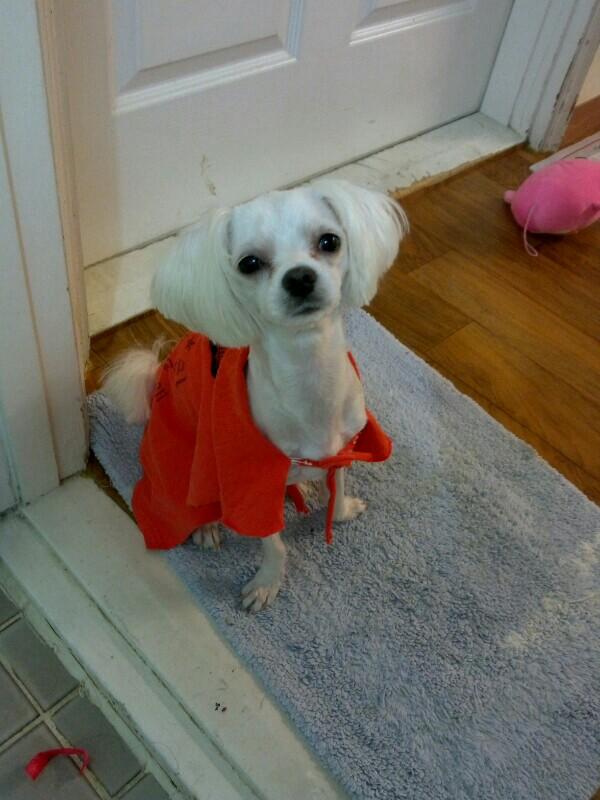 1LovEver's tweet photo. RT @DodoYubin: 강아지를 찾습니다 제친구의 아주오래된 소중한강아지입니다 ㅜㅜ주엽역이나 호수공원근처에서 보신분은 꼭 연락바랍니다 rt부탁드려요... http://t.co/0kRE55eQ