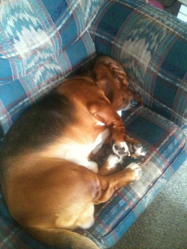 jeffhodges_3's tweet image. My dog &amp;gt; your dog #turboflow