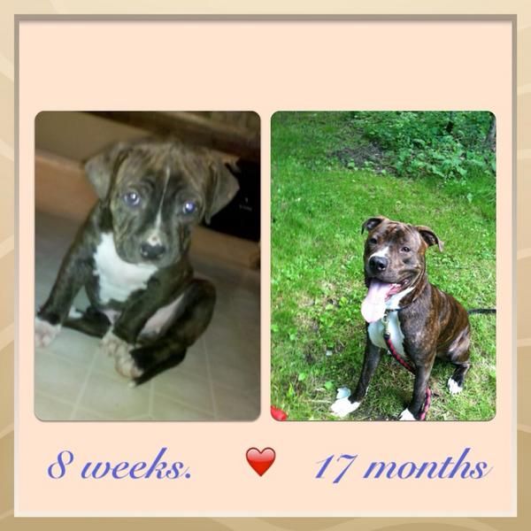 IannucciJessica's tweet photo. # pitbull love http://t.co/w0bqoVy7