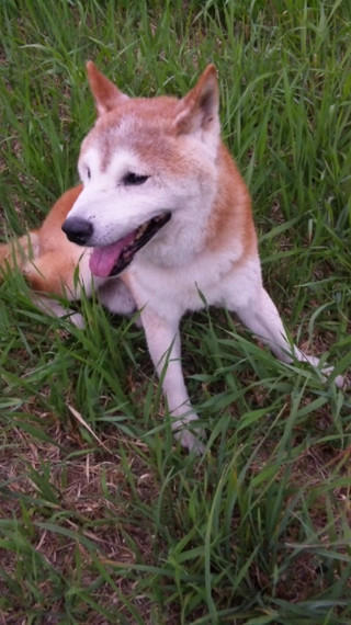 僕を探して! 拡散希望 10/28 朝 清里・萌木の村付近で柴犬♂が迷子になりました｡ｱﾚｯｸｽ・17歳・茶色に白が少し混じっている・赤い首輪・やせ形
お見かけしたかたは保護をお願いしますm(__)m