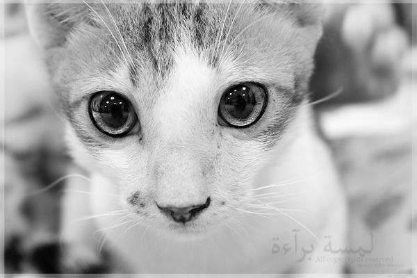 alamuae's tweet photo. للمبدعة لمسة برآءة " مجلس التصوير الفوتوغرافي " http://t.co/P6qnW8AK