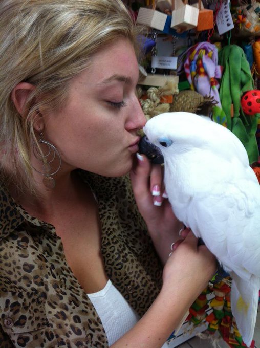 Going to see my 4month old baby #UmbrellaCockatoo at @OmarsExoticBirds Can't wait to take her home!!<a href="/tag/umbrellacockatoo"class="tags">#UmbrellaCockatoo</a>