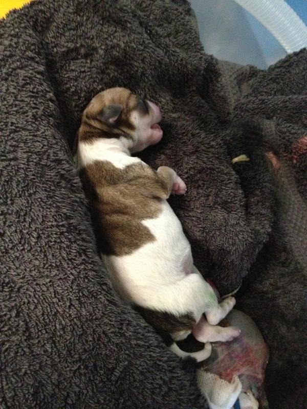 dierenartsmark's tweet image. Resultaat van een (spoed-) keizersnede van afgelopen middag #puppy #vleuterweide #Vleuten #leidscherijn