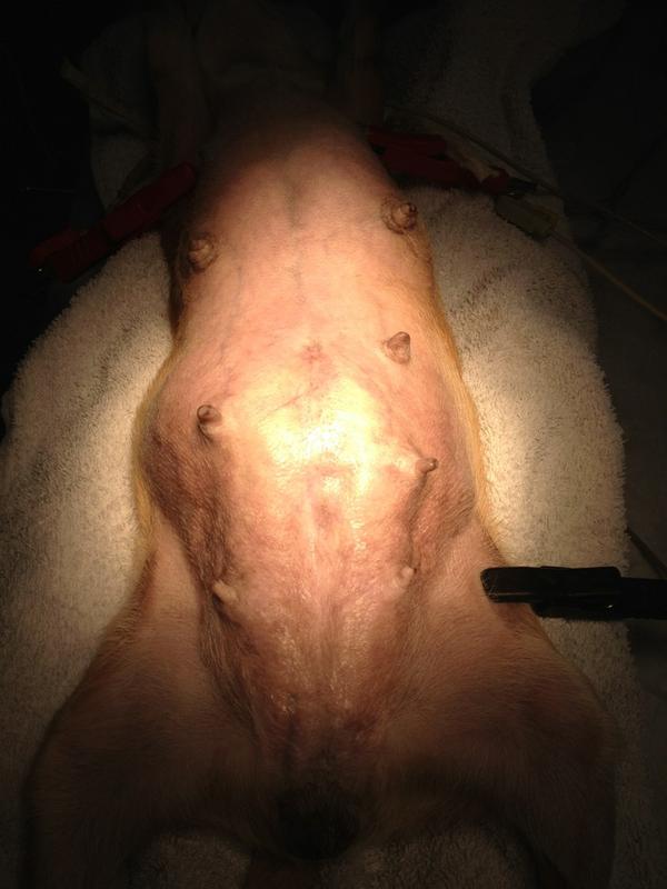 dierenartsmark's tweet image. En hier zat de pup nog ' in de buik ' #keizersnede #vleuterweide #leidscherijn #Vleuten #Utrecht