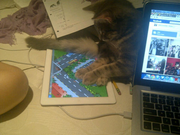 aboncheff's tweet image. My cat loves his ipad :p #addictedgamer