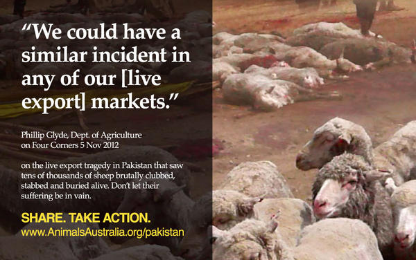 AnimalsAus's tweet photo. “We could have a similar incident in any of our [live export] markets” - Phillip Glyde, Agriculture Dept #BanLiveExport http://t.co/GhcrtEmy