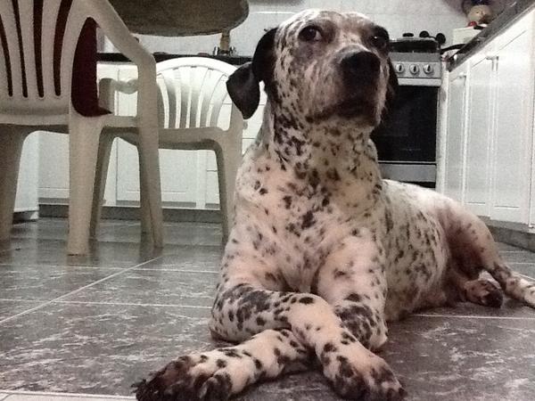 Rams_MP's tweet photo. @_RosyM  la señora lupita! http://t.co/dHCD4SRi