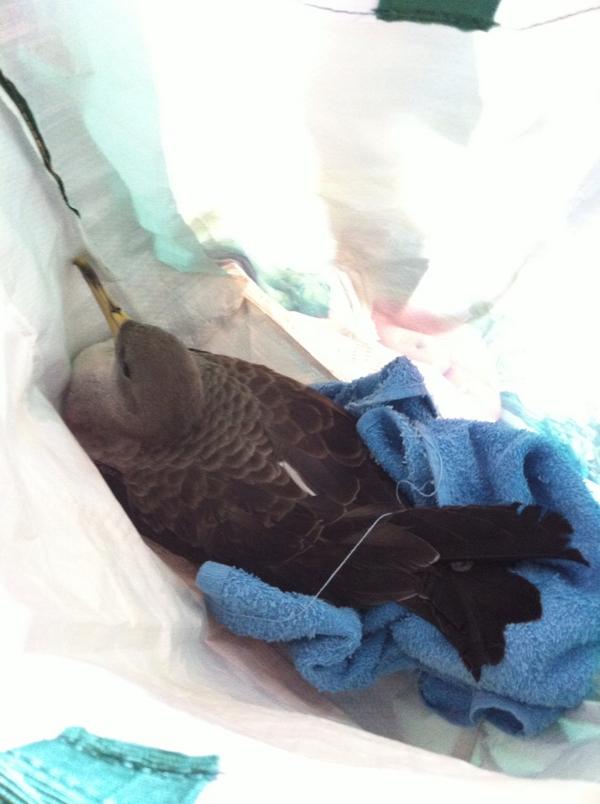 DTSM's tweet photo. Saved a life today!! Poor bird http://t.co/FE9a4ORa