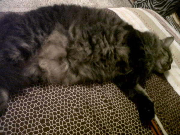 Ella sabe como dormir ♥ #catsleepingpositions #cat #catlover