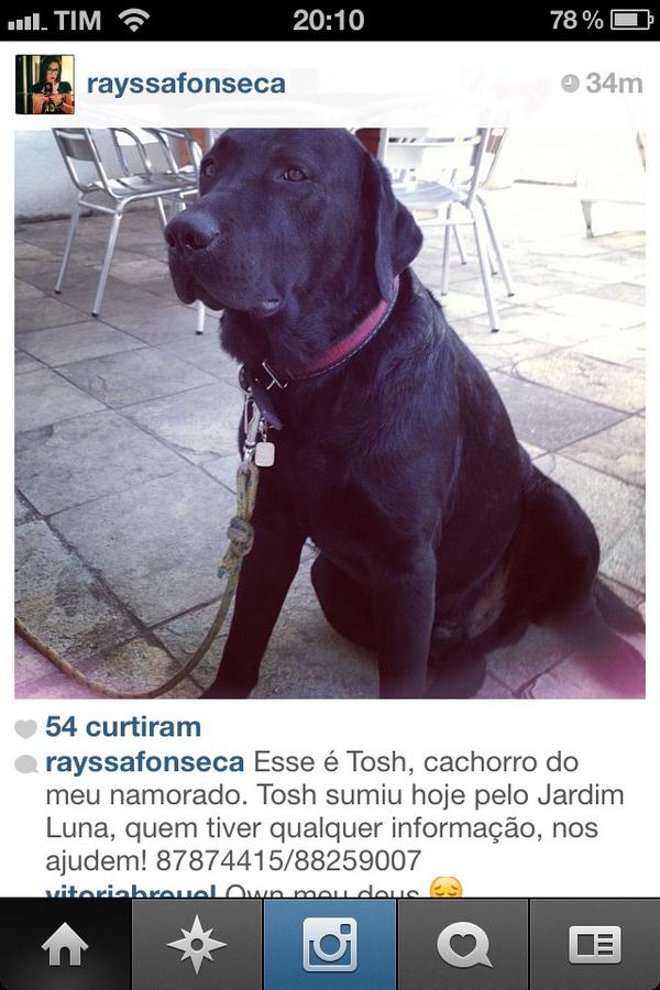 luiza rabello tweet media