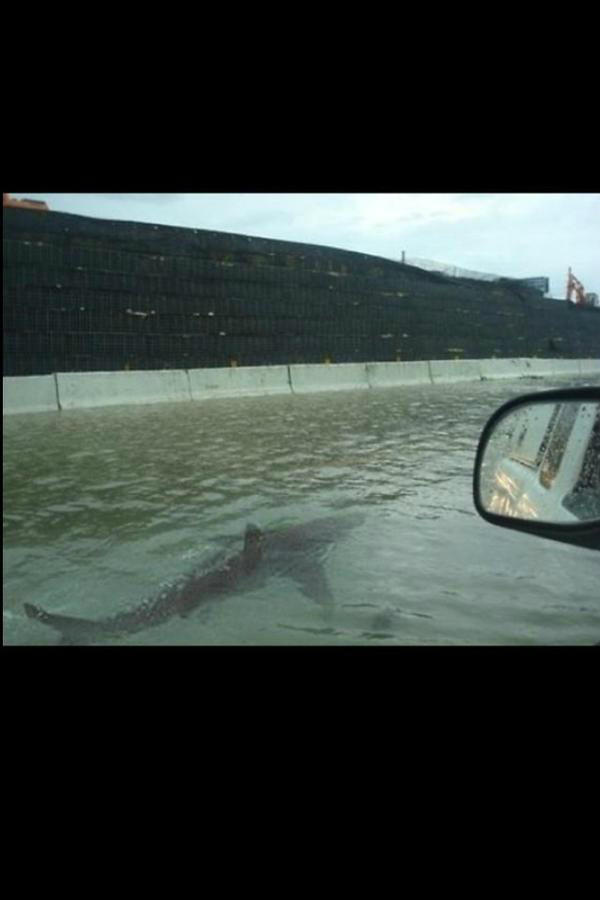 TheAverageShark's tweet image. eat bitches in jersey