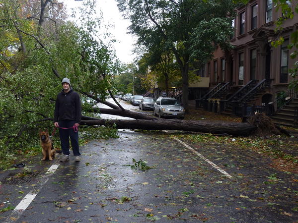 drewconway's tweet image. #sandyaftermath in Ft. Greene, Brooklyn (east-side park entrance). Giant human and large puppy added for perspective.