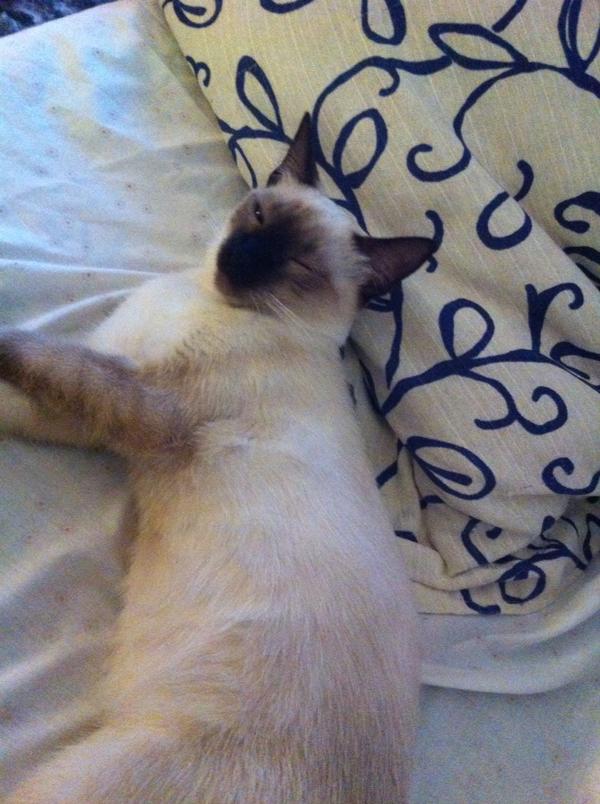 DTSM's tweet photo. Cutie! http://t.co/5qesGHVh
