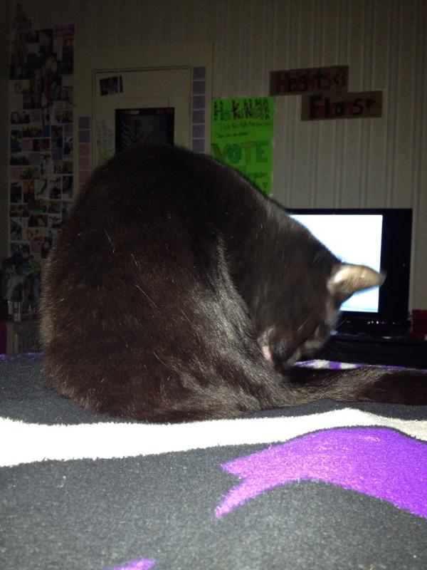 Rhibruhh's tweet image. Squish is forever licking herself. #catprobz #prissyprobz #squishytalk