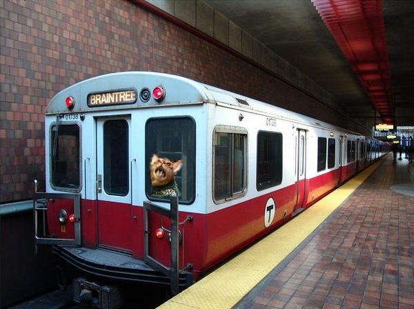 BostonTweet's tweet image. MBTA Update: @StrollerCat has been promoted to Red Line Conductor. #StrollerCat