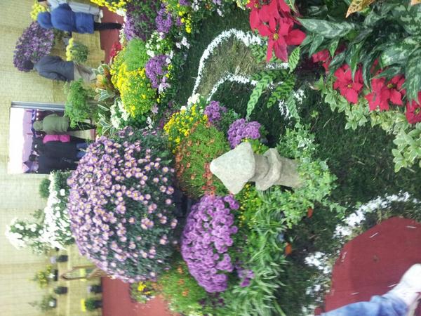 국화 조경전시회  강경