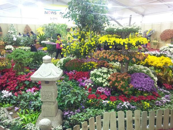 강경  국화 조경 전시장