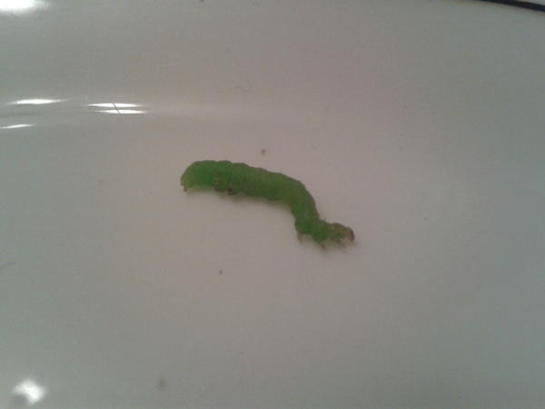emmstar_8's tweet photo. vitaminas con tu ensalada? ewww http://t.co/OPEWEPPm