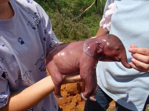  هل شاهدت فيلاً حديث الولادة من قبل ؟  A6oK69NCMAACkbn