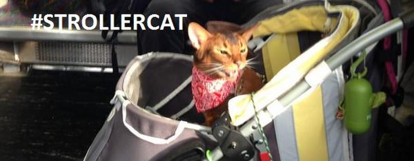 StrollerCat's tweet image. 