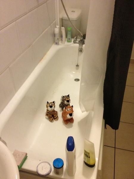 Danny_Dunn7's tweet image. Please remember at all times when visiting #project54 that you are not to feed the animals at any time #itsazooinhere