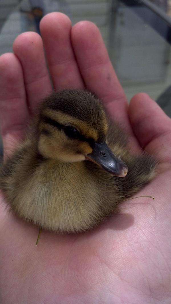 sl33ksnypr's tweet photo. I miss my duck http://t.co/RBHlVkYA
