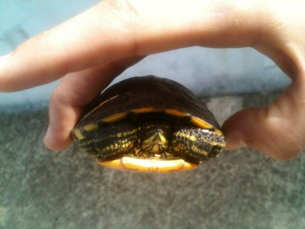 lucalabbro's tweet photo. trovata ora, chi la vuole? (la tartaruga non la mano) http://t.co/VwhfZoRJ
