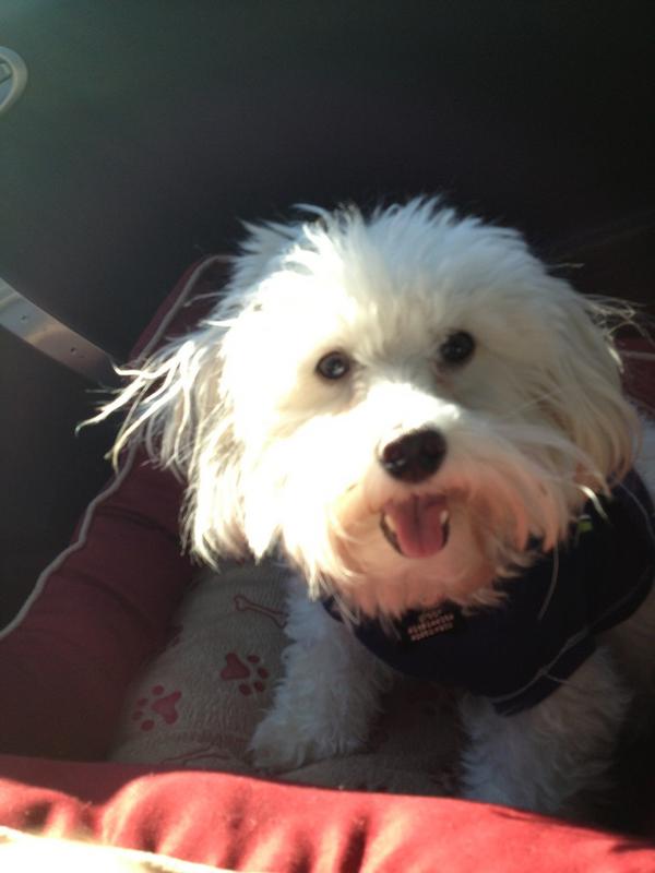 Snoop9's tweet photo. I'm looking extra fluffy today 🐩🐩 http://t.co/kx6n95La