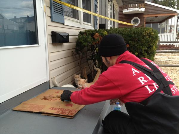 AndreaWBZ's tweet image. “@ARLBostonRescue: Word got out quickly that we had food. http://t.co/jxDrdzMs” // ARL Boston's in NJ helping pets. #sandyaftermath