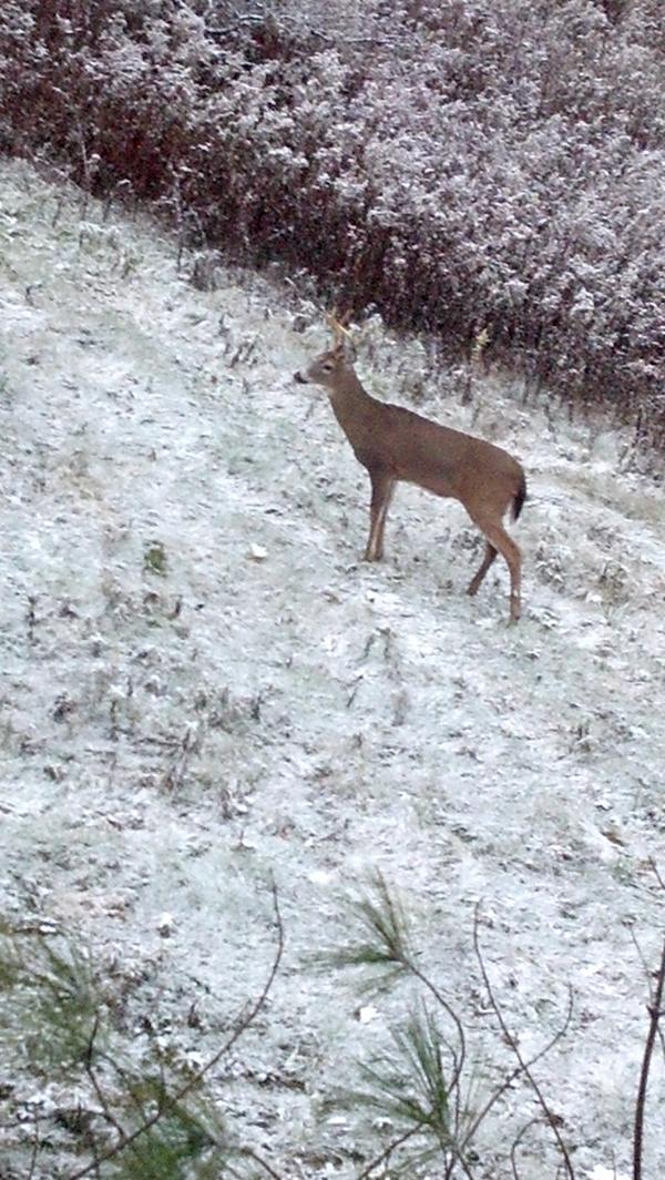 trifectainureye's tweet photo. Nice buck. Not on the hit list though. http://t.co/6vi62KUn