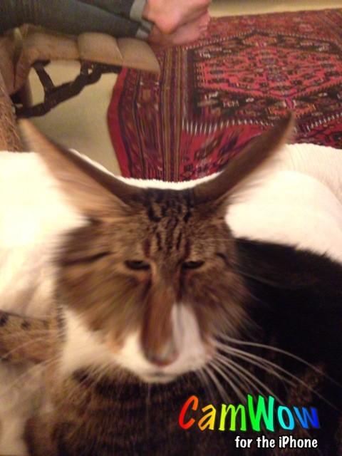 BethanyEales6's tweet image. My cat trying to be a rabbit 🐱🐰