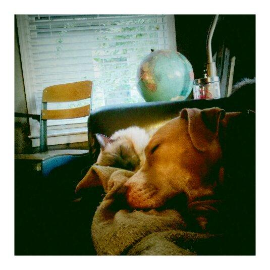 hello_dot's tweet image. Two couch buddies enjoying a Saturday afternoon snooze.