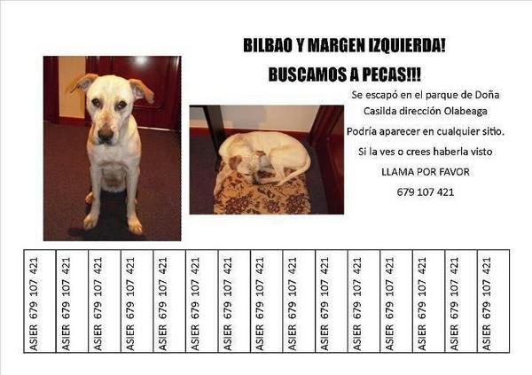 borjaodeu's tweet photo. POR FAVOR ES MUY URGENTE. MI PERRA SE HA PERDIDO EN BILBAO! RETWITEADME POR FAVOR. DESAPARECIÓ AYER. http://t.co/ZALRwrU7