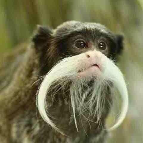 pjzoo's tweet photo. Best Movember so far goes too ... http://t.co/ma2RTO3K