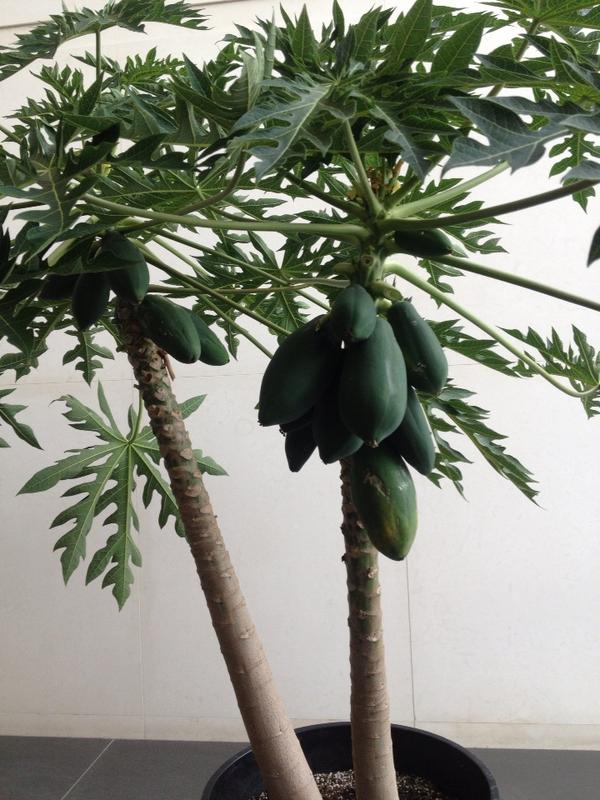 hazeleyez211's tweet image. What is this? I saw this in the lobby of my job. #weirdtree #randomlocation