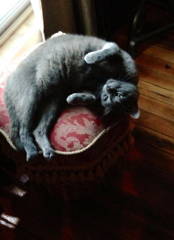 JamesCKimball's tweet photo. Obligatory cat photo for today... http://t.co/MxhUWqGM