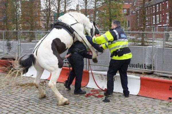 joerogan's tweet photo. I felt a little bad for eating that horse last night, but then I saw this: 
#TEAMPEOPLE http://t.co/nsh7ylKw